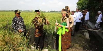 Mapag Sri, tradisi menyambut panen padi di Jawa Barat