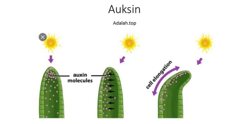 Mengenal kelompok hormon Auksin – hormon akar