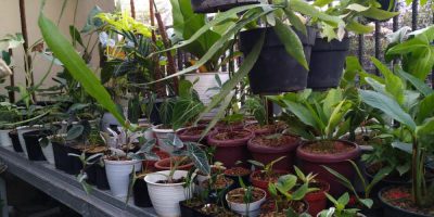 Wawancara Ahmad Fauzi: berbisnis tanaman hias dari serambi rumah