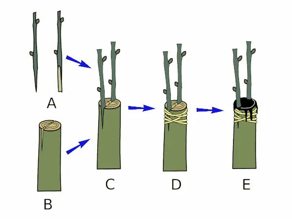 Cleft grafting