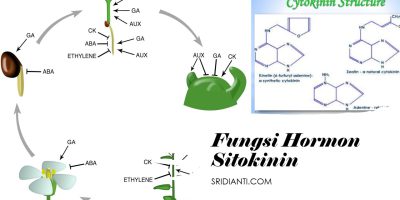 Mengenal Kelompok Hormon Sitokinin