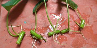 5 Cara membuat benih kangkung untuk hidroponik