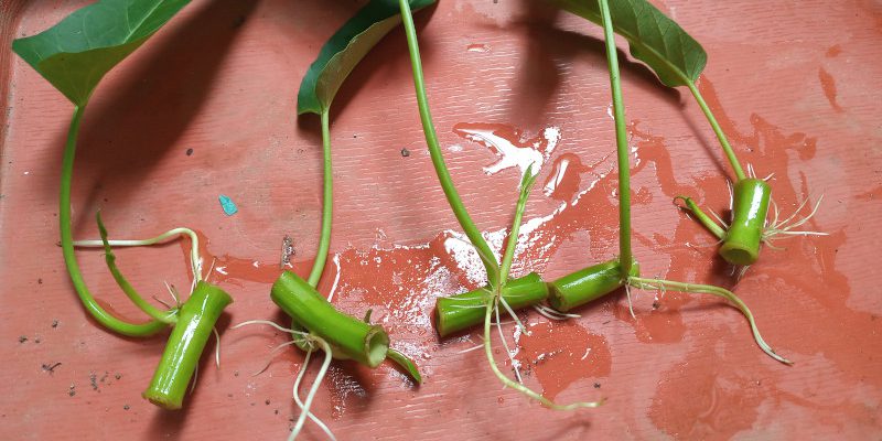 5 Cara membuat benih kangkung untuk hidroponik