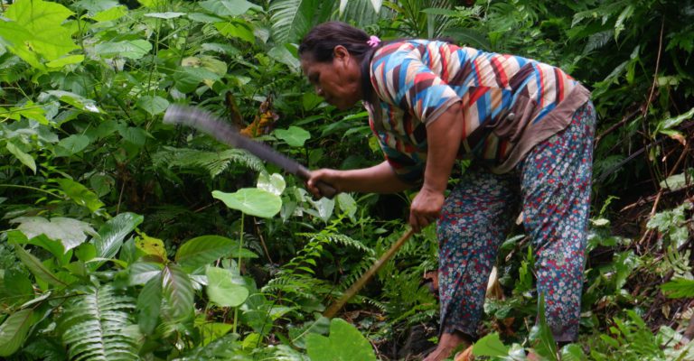 Tradisi menanam padi orang Tobaru, Halmahera