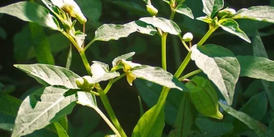 Ciplukan tanaman liar harapan untuk obat antikanker