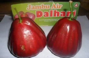 Jambu Air Dalhari