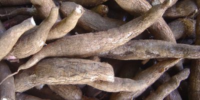 Potensi ubi kayu sebagai alternatif sumber karbohidrat pengganti nasi