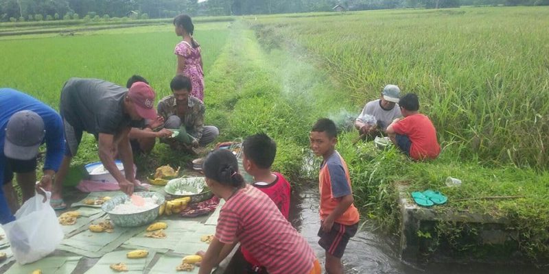 Tradisi methik padi, tradisi memanen padi
