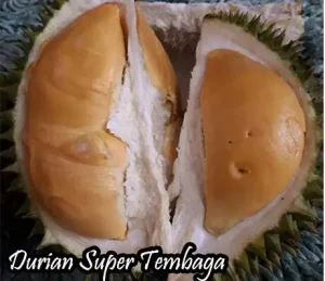 Durian super tembaga. foto: www.bibitbuahku.com