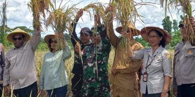 Bupati Kabupaten Keerom Panen Bersama Padi Inpari Nutri Zinc Di Distrik Skanto