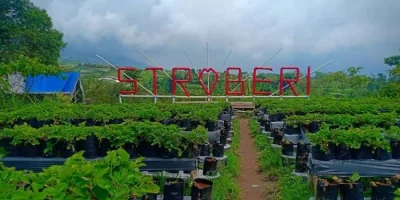 Kebun Inggit Strawberry – Agrowisata Banyuroto, Magelang – Taninews.com