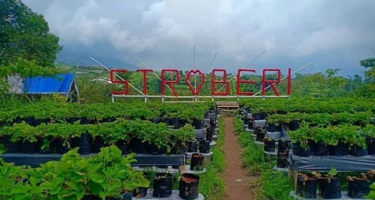 Kebun Inggit Strawberry – Agrowisata Banyuroto, Magelang
