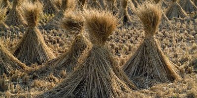 Manfaat jerami padi untuk tanah