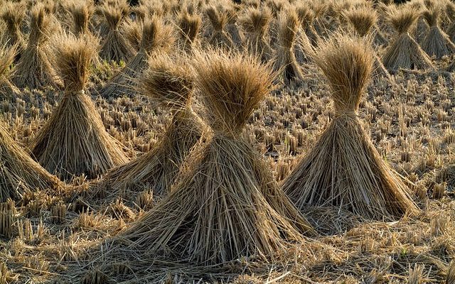Manfaat jerami padi untuk tanah