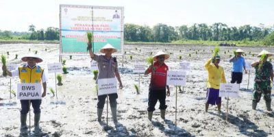 Pemerintah Kota (Pemkot) Jayapura, Kembangkan Inpari IR Nutri Zinc seluas 10 hektare di Tapal Batas Papua