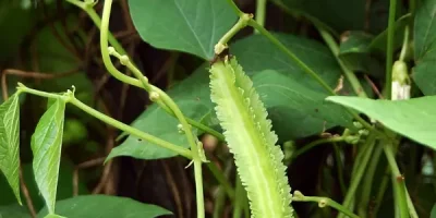 Legum pakan ternak berprotein tinggi