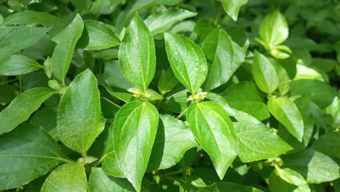 Legetan, gulma pakan ternak berprotein tinggi